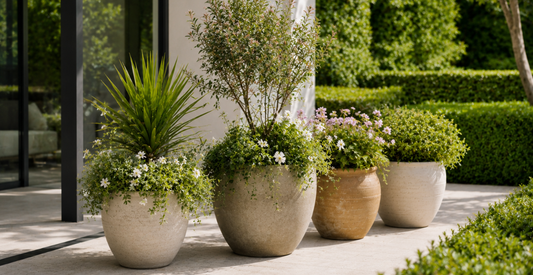 Four Large Garden Pot Plants on pavement in a backyard.png
