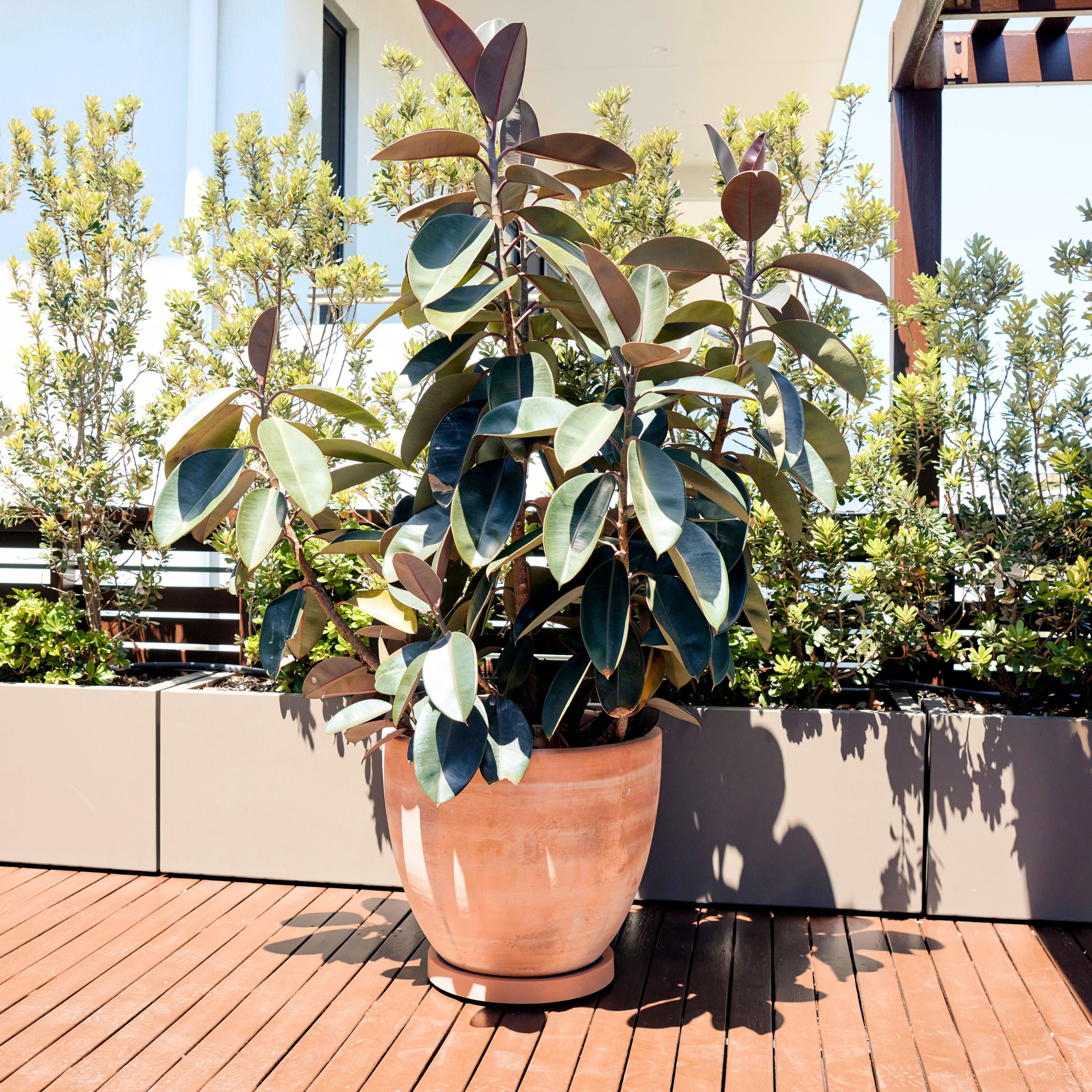 Plant Glider | 40cm (90kg)