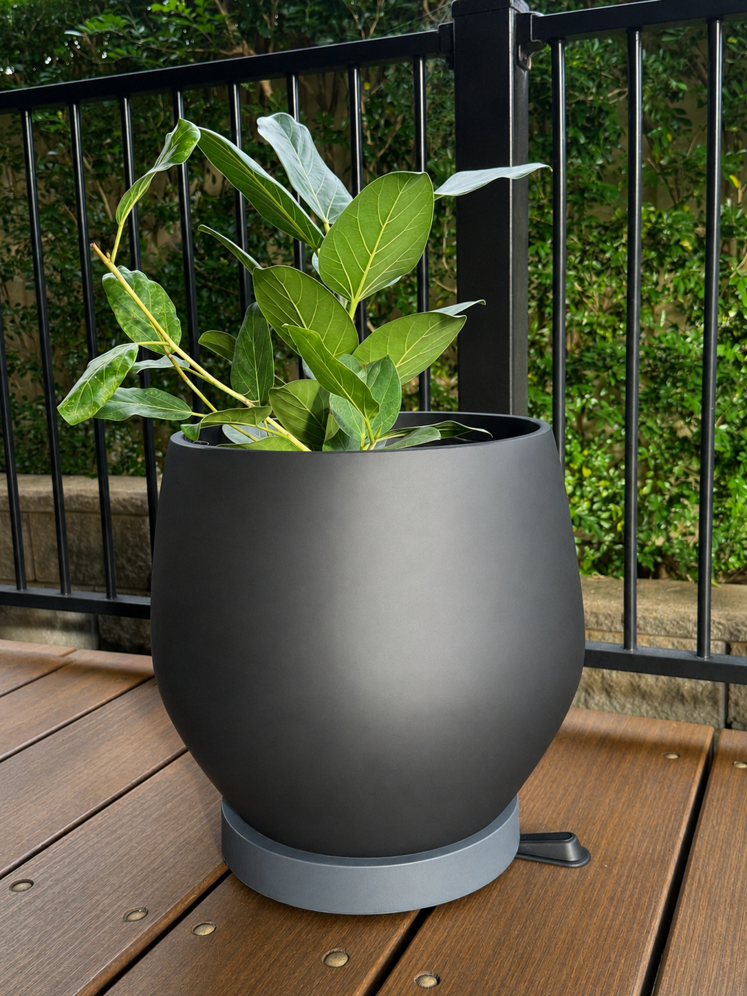 Plant Glider Rubber Wedge