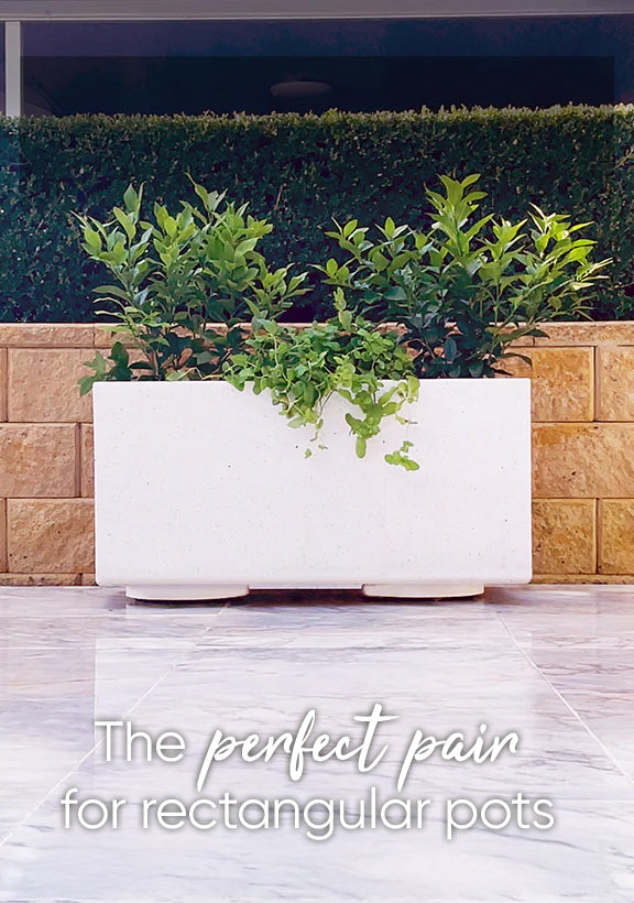 Plant Glider | 40cm (90kg)