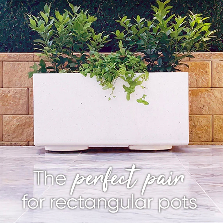 The Original Plant Glider | 30cm (50kg)