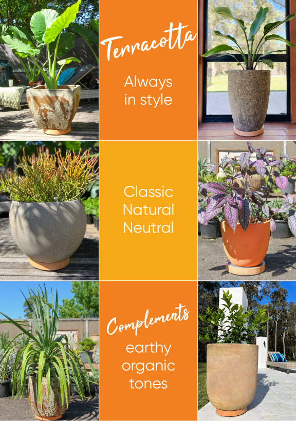 The Original Plant Glider | 30cm (50kg)