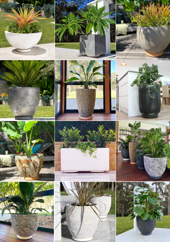 The Original Plant Glider | 30cm (90kg)