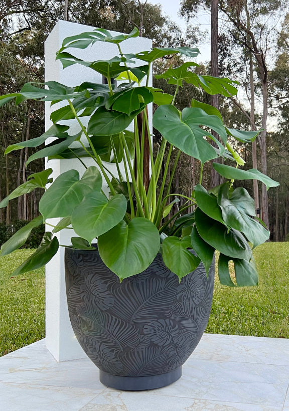 The Original Plant Glider | 30cm (90kg)