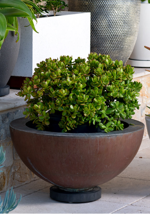 The Original Plant Glider | 30cm (50kg)