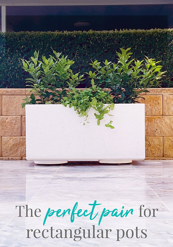 The Original Plant Glider | 30cm (50kg)