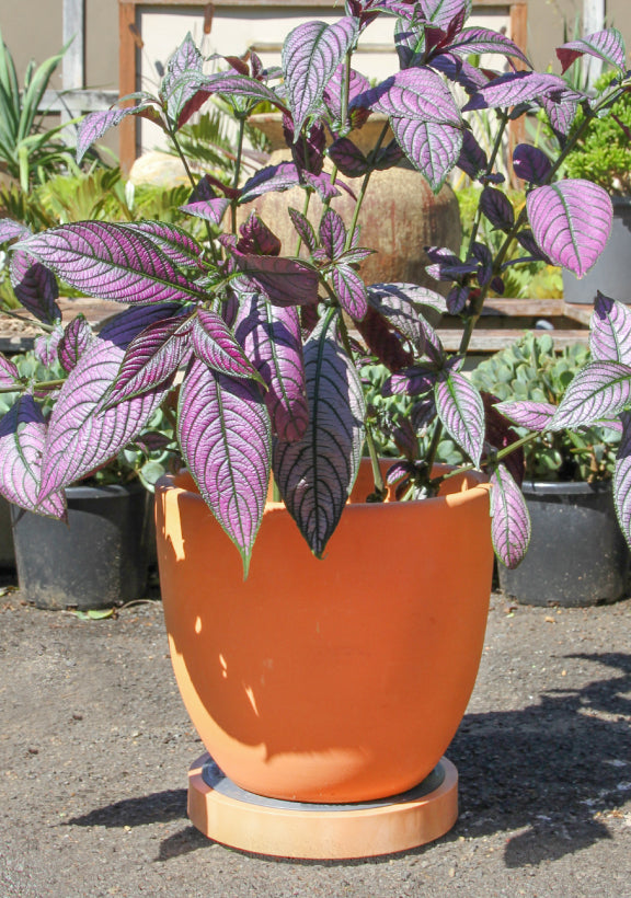 The Original Plant Glider | 30cm (50kg)